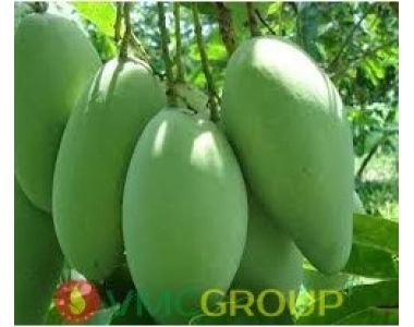 CHẤT BẢO VỆ NÔNG SẢN || CONCERVOL NATURE BASIC || CAO CẤP